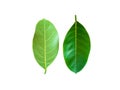 Leaves of jackfruit trees on a white background Royalty Free Stock Photo