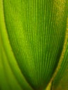 Leaves of ' Jamaica sago tree '