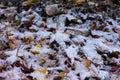 Leaves of japanese maple tree covered in snow Royalty Free Stock Photo