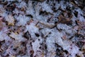 Leaves of japanese maple tree covered in snow Royalty Free Stock Photo