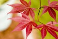 Japanese Maple Red Autum Royalty Free Stock Photo