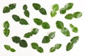 Leaves of Kaffir lime, Leech lime, Mauritius papeda (Citrus x hystrix L.)