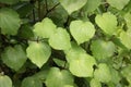 Kawakawa Leaves