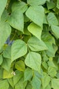 Leaves of kidney beans growing on farm. Green plant of kidney bean Phaseolus vulgaris in homemade garden.