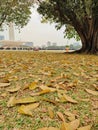 The leaves of large trees fall on the grass fields of the national park Royalty Free Stock Photo
