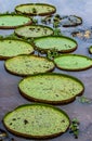 Leaves of the largest water lily Victoria amazonica on the surface of the water. Royalty Free Stock Photo