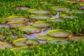 Leaves of the largest water lily Victoria amazonica on the surface of the water. Royalty Free Stock Photo