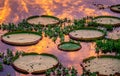 Leaves of the largest water lily Victoria amazonica on the surface of the water in the rays of the setting sun. Royalty Free Stock Photo