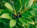 Leaves of laurel and berries on a tree. Laurel leaf in the wild Royalty Free Stock Photo