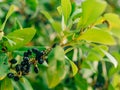 Leaves of laurel and berries on a tree. Laurel leaf in the wild Royalty Free Stock Photo