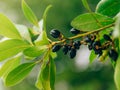 Leaves of laurel and berries on a tree. Laurel leaf in the wild Royalty Free Stock Photo