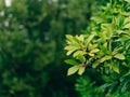 Leaves of laurel and berries on a tree. Laurel leaf in the wild Royalty Free Stock Photo