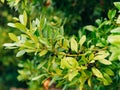 Leaves of laurel and berries on a tree. Laurel leaf in the wild Royalty Free Stock Photo