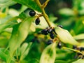 Leaves of laurel and berries on a tree. Laurel leaf in the wild Royalty Free Stock Photo