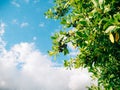 Leaves of laurel and berries on a tree. Laurel leaf in the wild Royalty Free Stock Photo