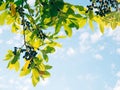 Leaves of laurel and berries on a tree. Laurel leaf in the wild Royalty Free Stock Photo