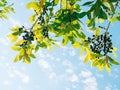 Leaves of laurel and berries on a tree. Laurel leaf in the wild Royalty Free Stock Photo