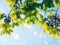 Leaves of laurel and berries on a tree. Laurel leaf in the wild Royalty Free Stock Photo