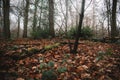 Leaves laying on forest floor