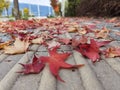 Leaves leaf dry yellow red color autumn season for natural background Royalty Free Stock Photo