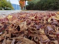 Leaves leaf dry yellow red color autumn season for natural background Royalty Free Stock Photo