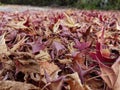 Leaves leaf dry yellow red color autumn season for natural background Royalty Free Stock Photo