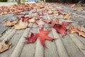 Leaves leaf dry yellow red color autumn season for natural background Royalty Free Stock Photo