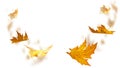 leaves leaf falling fall isolated for background