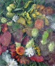 Leaves, leaf, flowers, grass under ice