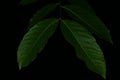 Leaves, Leaf green plant close-up on dark black background Royalty Free Stock Photo