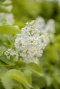 Flowers background, lilac flowers, green, spring, freshness, summer. substrate