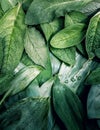 Leaves leaf texture green organic background macro layout closeup toned Royalty Free Stock Photo