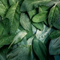 Leaves leaf texture green organic background macro layout closeup toned Royalty Free Stock Photo