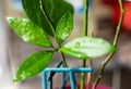 The leaves of the lemon tree young fresh green closeup with water drops