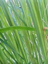 The leaves of the lemongrass plant, also known as "daun batang sereh" in Indonesian.