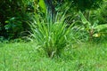 Leaves Of Lemongrass Plants Amidst Grass Fields And Other Vegetation In Field Royalty Free Stock Photo