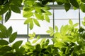 Green Leaves Against a Bright Window Royalty Free Stock Photo