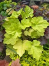 Leaves with light green yellow, bright geyher bush, ornamental perennials in the garden