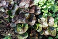 Leaves of Ligularia dentata