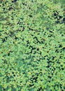 Leaves of lilies and caltrops on the water Royalty Free Stock Photo