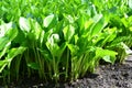 Leaves of the lily of the valley - Convallaria majalis i Royalty Free Stock Photo