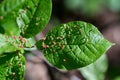 Leaves with lime gall mite (Eriophyes tiliae) selective focus Royalty Free Stock Photo