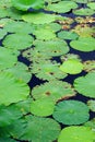 Leaves of lotus Royalty Free Stock Photo