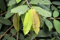 Leaves of Malay camphor, Dryobalanops aromatica Royalty Free Stock Photo
