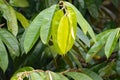 Leaves of Malay camphor, Dryobalanops aromatica Royalty Free Stock Photo
