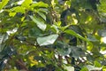 Leaves of a Malayan rose apple, Syzygium malaccense Royalty Free Stock Photo