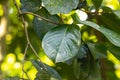 Leaves of a Malayan rose apple, Syzygium malaccense Royalty Free Stock Photo