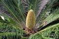 Leaves and male cone of Sago palm.