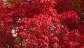 Leaves of Manchurian Maple or Acer mandshuricum in autumn sunlight background, selective focus, shallow DOF Royalty Free Stock Photo