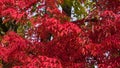 Leaves of Manchurian Maple or Acer mandshuricum in autumn sunlight background, selective focus, shallow DOF Royalty Free Stock Photo